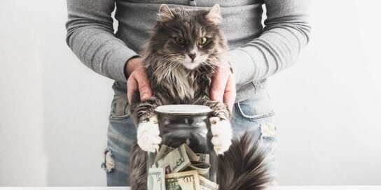 2020.06.18_Pay-Vet-Bill-with-Cat-and-Jar-of-Money Pay Vet Bill with Cat and Jar of Money